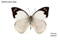 藏品(雲紋尖粉蝶)的圖片